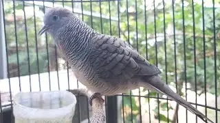 SUARA PANGGILAN PERKUTUT LOKAL AMPUH BUAT PANCINGAN BUNYI