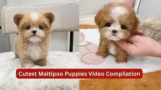 Cutest Maltipoo Puppies Video Compilation