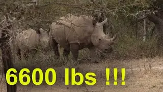 Unbelievable: Massive 6600 Pound White Rhinos In South Africa - africanwildlifeonline