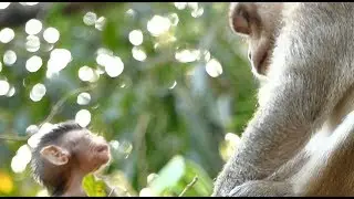 Poor Alba Screaming Talking To Father Get Weaning | Alba Crying No Milk