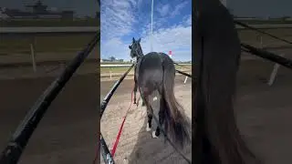 🐴Baby Race Horse in training 🐴👍🏻 #horse #harness #animal #equestrian #cute #love #happy #horses
