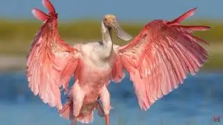Розовая колпица (лат.  Platalea ajaja)