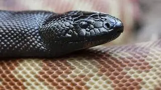 Aussie Pythons : SnakeBytesTV