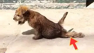 Abandoned little dog dragging his legs, struggling, keeping hope