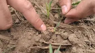 MMPA Cover Crops Field Day: Wilson Centennial Farm