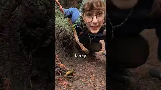 nature is neat! banana slug edition!
