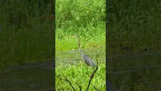 Amazing purple heron bird #fishing #bird #nature