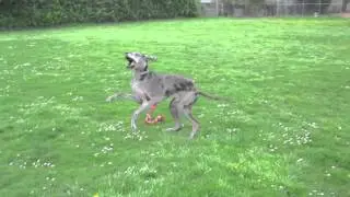 The Taming Power of the Small- Foot Ox + Hazel Hermit