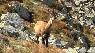 Kamzík horský (Rupicapra rupicapra)