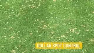 Dollar Spot Control #shorts