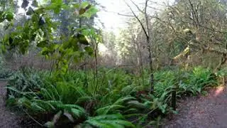 Virtual Redwood Forest Walk (360 degree tour) Redwood State Park Rainbow trail