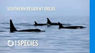 What Are Southern Resident Orcas?