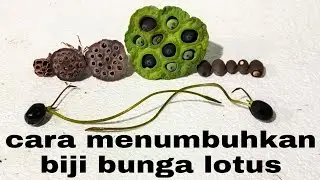 Cara menumbuhkan biji lotus yang benar dan cara memilih biji yang bagus | how to grow lotus seeds