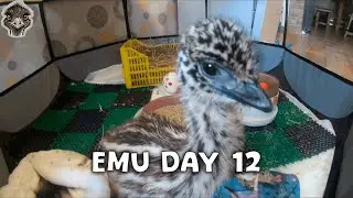 Emu Life Day 12 - Baby quail meets baby ostrich