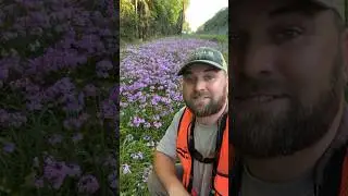 High quality Smooth Phlox Remnant! #nativeplants #conservation #grasslands #outdoors