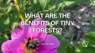 What are the Benefits of Tiny Forests?