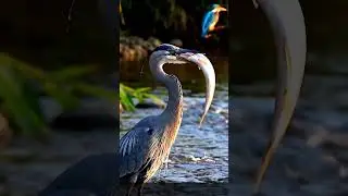 Blue heron vs Kingfisher to hunting fish in river