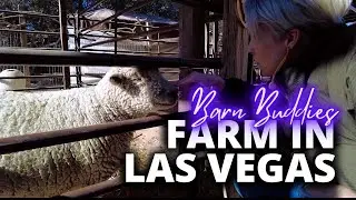 I Found A FARM In Las Vegas!