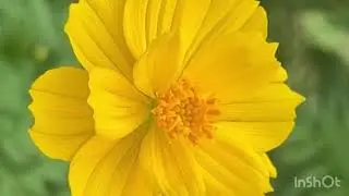 Flower 🌼 blossom in my home | Injured dog in poor leg @sunilbiswaofficial6488