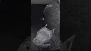 динь дон дон #собака #звонок #ночь #dog #night