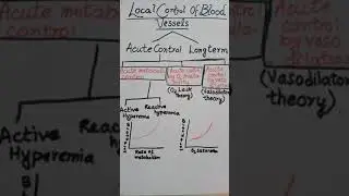 AHP Expertise Physiology Lecture-Types of blood vessels-Local Control Of Blood Vessels