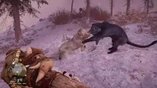 Rare black cave lion vs white cave lion