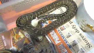 A central Australian carpet snake has a party in Melbourne as it feeds