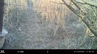 West Trail Camera Wildlife Video 2026 01 15