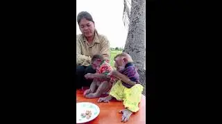 Monkey relax eat fruit with best friends #monkey #cute #animals #livestream