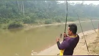 Ikan Tenggalan Sg Tembeling #fishing #tenggalan #sungaitembeling