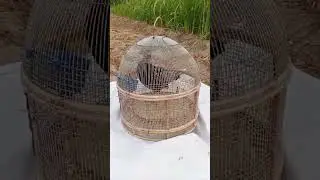 teetarvoice francolin black teetar blackfrancolin kala teetar ki awaz