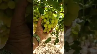 How many grapes can I eat a day?