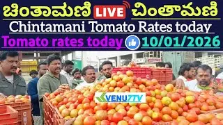 #10/01/2026 #today Chintamani tomato rates #Chintamani tomato market rates #tomato rates #Venu7tv 