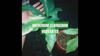 ANTHURIUM | CLAVIGERUM VARIEGATED #anthurium #aroidaddicts #plants #urbanjungle