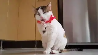 Funny Cat licking itself and having fun / Stock no Copyright