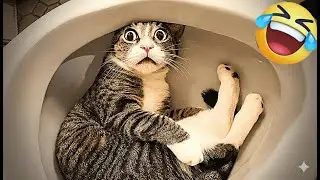 You Laugh You Lose 🐩 Funniest Cats and Dogs 2026🤣 Part 7