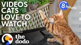 LIVE Dodo Cat TV 🐱 8+ Hours of Bird & Squirrel Window Watch for Curious Cats