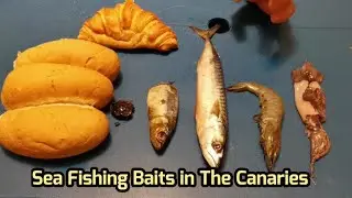 Sea Fishing in The Canaries | Bait Used in The Canaries