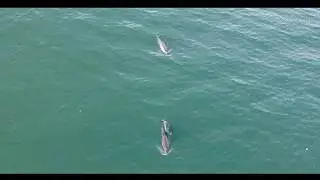 Harbour Porpoise drone footage - Marsvin i Lilleb&aelig;lt