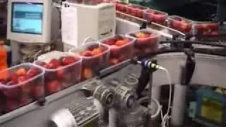CLIENT: PONSO - FRUIT PACKAGING LINE - LINEA DI CONFEZIONAMENTO PER FRUTTA