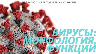 Морфология, Ультраструктура и Химический Состав Вирусов / Функции Основных Компонентов Вируса