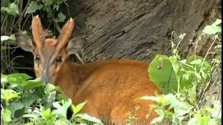 A curious barking deer