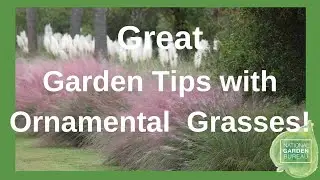 Ornamental Grasses in Containers and Your Garden Can Be Grown from Seed.