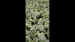 Exploring the Tobacco Fields of Jampur in Rajanpur District  | #shorts #viral #youtubeshorts