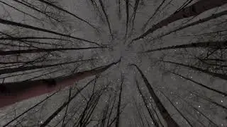 Tree Farm Token Intro
