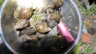Bắt ốc hương (Ma), quá nhiều lun