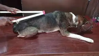 Physiotherapy for a rescue dog with a broken back