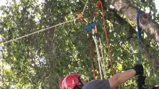 Schrägabseilung vom Baum