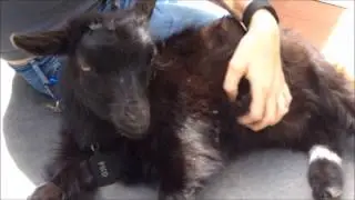 Pet goat loves belly rubs