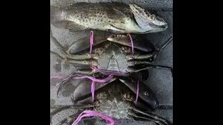 MUD CRABBING in North Queensland, Australia w/ CRAB POTS!